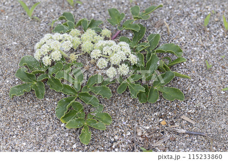 ハマボウフウ 115233860