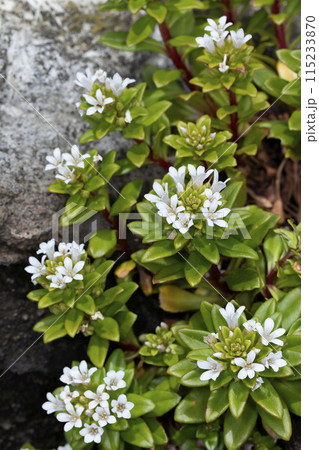 ハマボッス ハマボッス 115233870