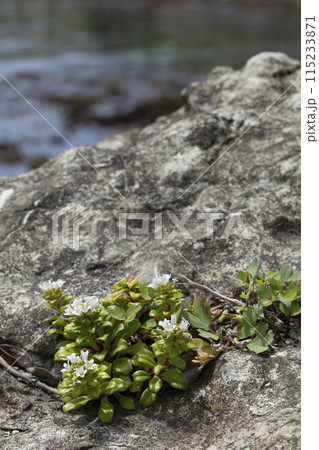 ハマボッス 115233871