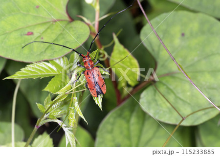 ホシベニカミキリ 115233885