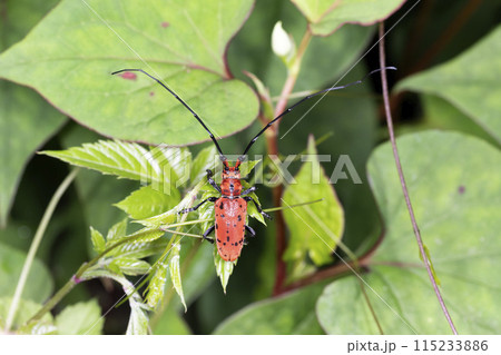 ホシベニカミキリ 115233886