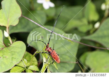 ホシベニカミキリ 115233887