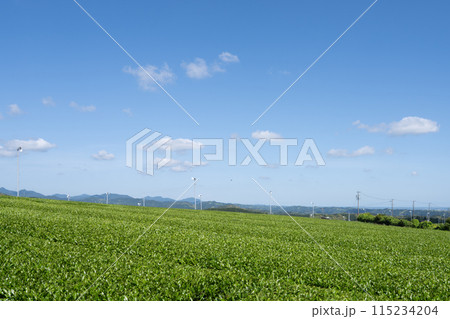 青空の下に広がる茶畑の風景(静岡県) 青空の下に広がる茶畑の風景(静岡県) 115234204