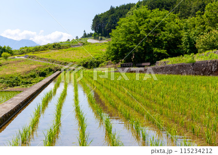 山梨県南アルプス市、中野の棚田 山梨県南アルプス市、中野の棚田 115234212