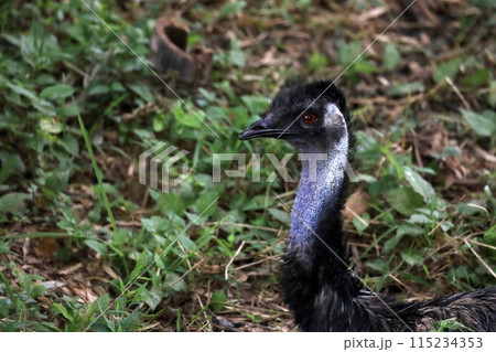 草背景の横向きのエミュー 115234353