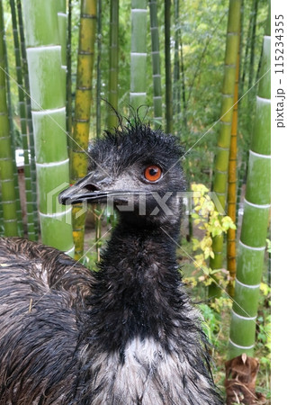 竹林背景のエミューのポートレート 115234355