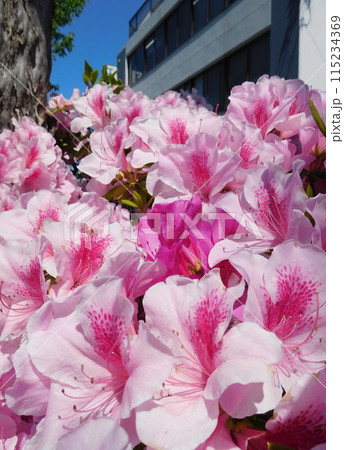 満開のツツジの花 115234369