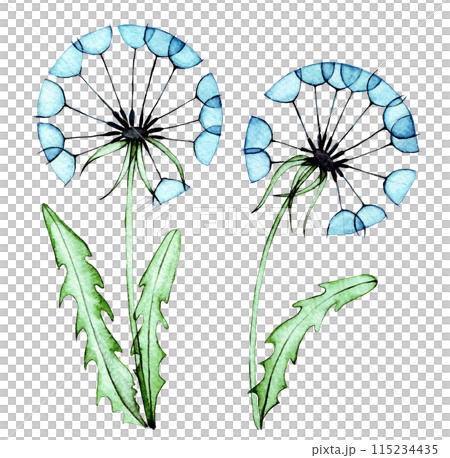 watercolor drawing, set of wild flowers, dandelion. transparent flowers, x-ray watercolor drawing, set of wild flowers, dandelion. transparent flowers, x-ray 115234435