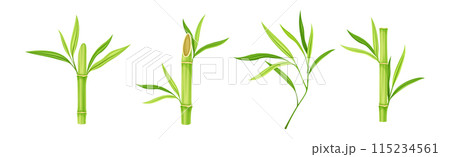 Bamboo Green Stalk or Branch with Leaf Vector Set Bamboo Green Stalk or Branch with Leaf Vector Set 115234561