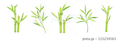 Bamboo Green Stalk or Branch with Leaf Vector Set Bamboo Green Stalk or Branch with Leaf Vector Set 115234563