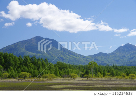 夏の奥日光・小田代ヶ原 夏の奥日光・小田代ヶ原 115234638