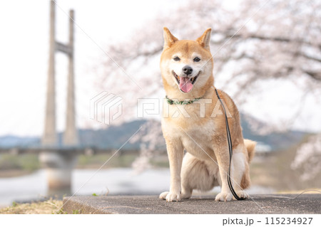 ゆき様専用 (桜) 柴犬 後ろ姿 小物入れ 財布・ケース・小物入れ