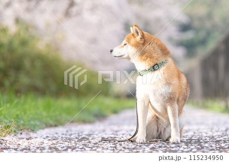 桜と柴犬　桜背景に柴犬　かわいい柴犬　柴犬茜 115234950