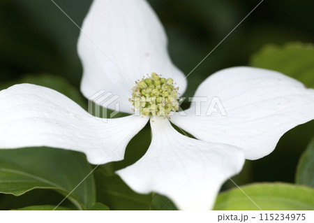 ヤマボウシ 115234975