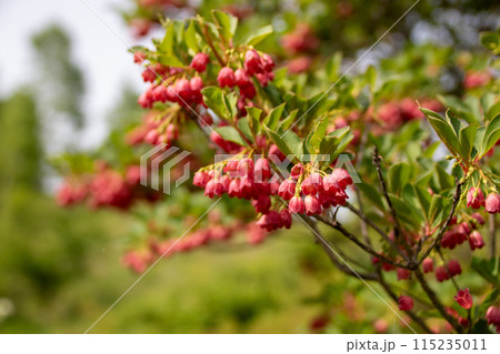 サラサドウダン 115235011