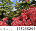赤いツツジの花 115235295