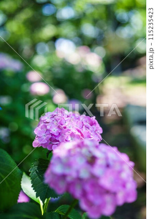 紫陽花が綺麗 115235423