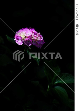 紫陽花が綺麗 紫陽花が綺麗 115235424