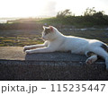 沖縄県奥武島の地域猫。堤防でのんびりゆったりリラックス。 115235447