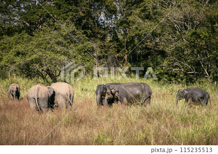 Herd of elephants in Sri Lanka. 115235513