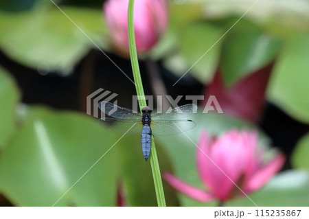 ハラビロトンボ　睡蓮の池で一休み　（高知県　四万十市　トンボ自然公園） 115235867