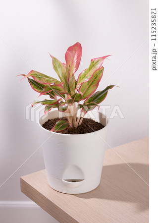 Aglaonema creta or Red chinese evergreen 115235871