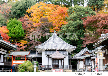 京都府長岡京市　西山　楊谷寺 (柳谷観音)　護摩堂　紅葉 115236036