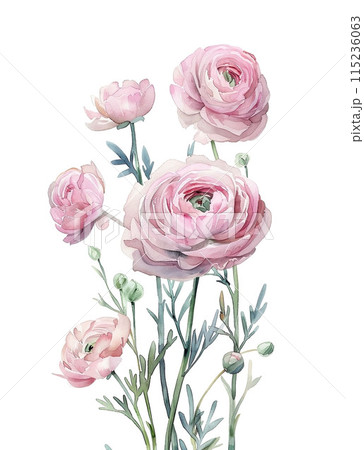 Watercolor illustration with a bouquet of ranunculus flowers, hand drawn on a white background	 115236063