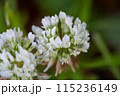 白い花（2つ） 115236149