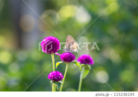 センニチコウ(千日紅)のクローズアップ センニチコウ(千日紅)のクローズアップ 115236195