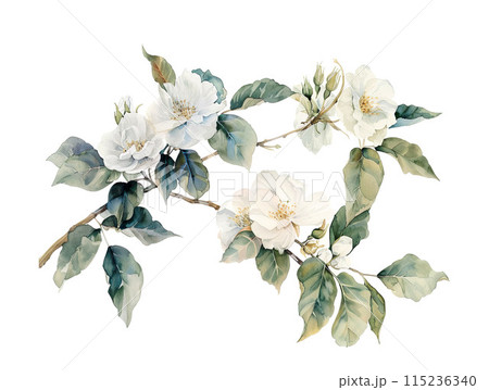 branch with white rosehip flowers, watercolor illustration on a white background	 115236340