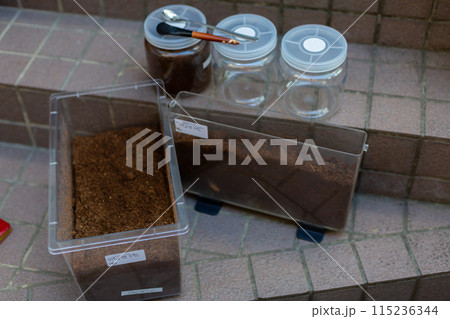 カブトムシの飼育　マット交換 115236344