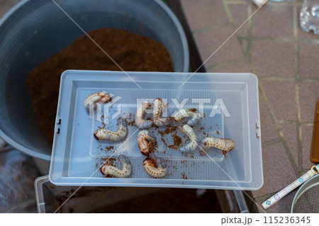 カブトムシの飼育　マット交換 115236345