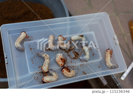 カブトムシの飼育　マット交換 115236346