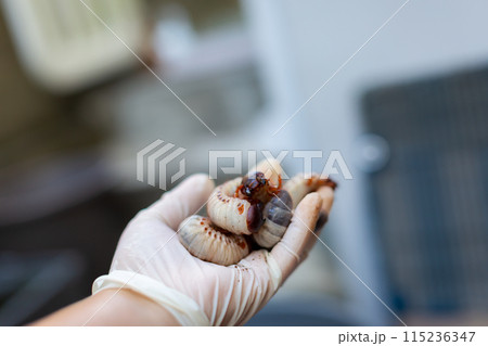 カブトムシの飼育 マット交換 カブトムシの飼育 マット交換 115236347