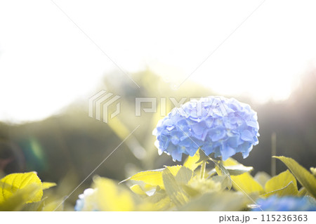 満開の綺麗な紫陽花 満開の綺麗な紫陽花 115236363