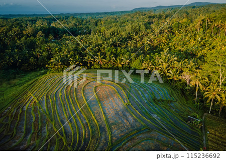 Aerial view of scenic rice terraces with morning or evening sunlight. Countryside with fields. 115236692