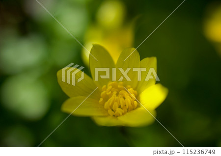 冬を超え、「あなたに会える幸せ」の花言葉を持つヒメリュウキンカの花に出会う春。 115236749