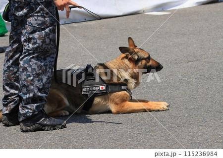 伏せて待つ警備犬 警備犬の訓練展示 伏せて待つ警備犬 警備犬の訓練展示 115236984