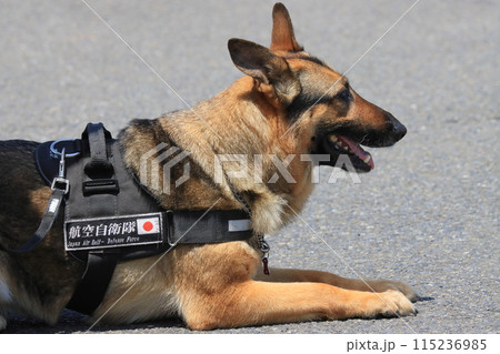 伏せて待つ警備犬 警備犬の訓練展示 伏せて待つ警備犬 警備犬の訓練展示 115236985
