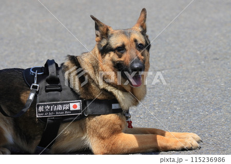 伏せて待つ警備犬　警備犬の訓練展示 115236986