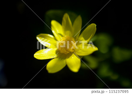冬を超え、「あなたに会える幸せ」の花言葉を持つヒメリュウキンカの花に出会う春。 115237095