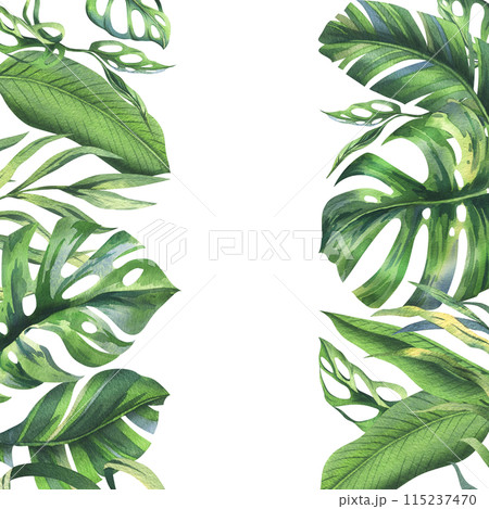 Tropical coconut, banana palm leaves, monstera, monkey mask, frangipani, bright juicy green. Hand drawn watercolor botanical illustration. Frame, template isolated from background 115237470
