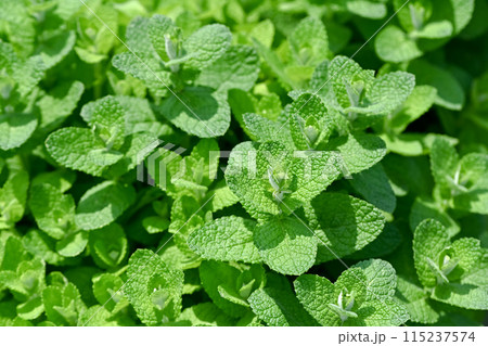 アップルミント 115237574