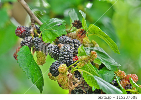 黒色のクワの実(春、五月) 黒色のクワの実(春、五月) 115237688