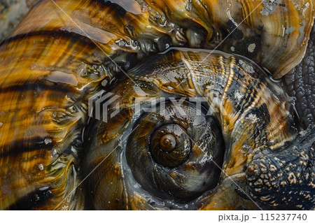 Close-up view of a snail and turtle, showcasing their shells and heads in a natural, isolated white setting Close-up view of a snail and turtle, showcasing their shells and heads in a natural, isolated white setting 115237740