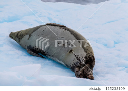 Close-up of a Weddell seal Close-up of a Weddell seal 115238109