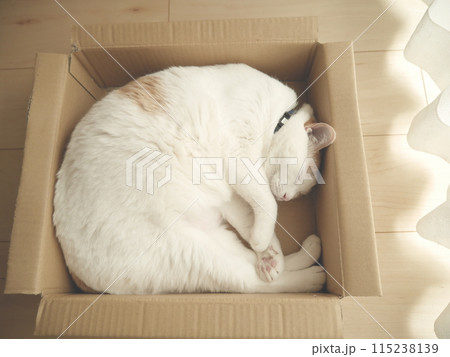箱の中でお昼寝する茶白猫 箱の中でお昼寝する茶白猫 115238139