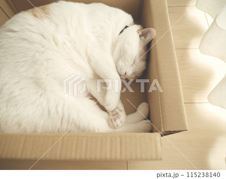箱の中でお昼寝する茶白猫 箱の中でお昼寝する茶白猫 115238140