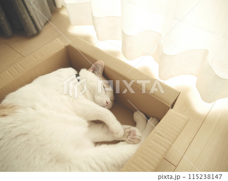箱の中でお昼寝する茶白猫 箱の中でお昼寝する茶白猫 115238147